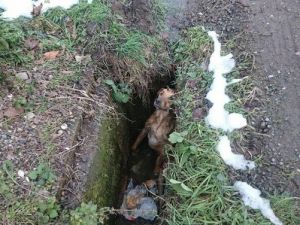 Kuyuya Düşen Köpek Operasyonla Kurtarıldı