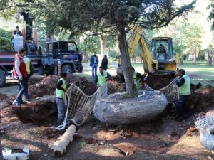 Expo 2016’da Ağaç Nakli Rekoru Kırıldı