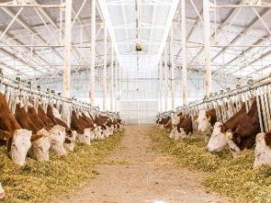 Yenişehirli Besicilere 6 Milyon Tl Süt Desteği