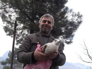 Artvin’de Yaban Hayatına Şefkat Eli