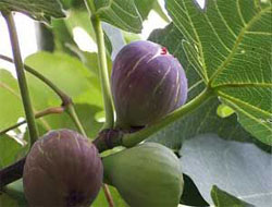 Günde 3-4 tane tüketilmeli