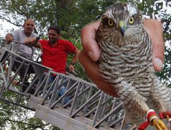 Rize'de Atmaca Operasyonu