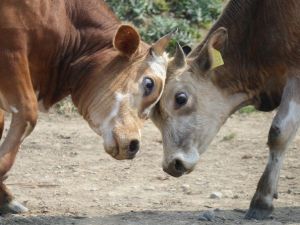 Gümüşova: “Şap, İnsanlar İçin Ciddi Bir Sorun Değil”