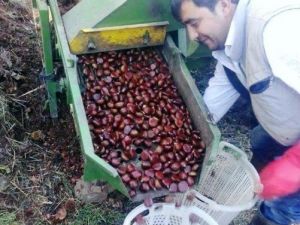 Kestane Üreticisini Hem Hastalık, Hem De İhracat Vurdu