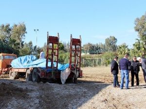 Dünyanın En Büyük İkinci Balinası İskenderun’da Karaya Vurdu