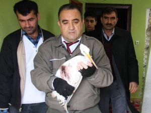 Yaralı Akbalıkçıl Tedavi Altına Alındı
