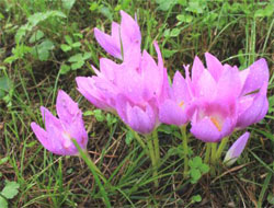 Vargit Çiçekleri Kışı Haber Veriyor