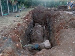 Dev Balina Yavrusu Kemiklerinin Sergilenmesi İçin Gömüldü
