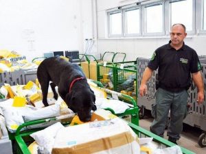 Meksika’dan Macaristan’a Postayla 16 Kilo Esrar Getirtince Yakayı Ele Verdi