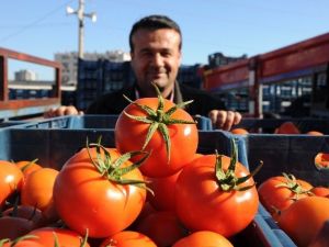 Domates Dalından Tezgaha Dört Kat Pahalıya Ulaşıyor