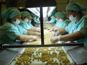 Düzce’de Geçen Yıl 27 Bin 775 Ton İç Fındık, 10 Bin 976 Ton Tavuk Ayağı İhraç Edildi