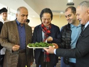Isırgan Otunu Japonlar’a Tanıttılar