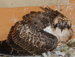 Çevre Müdürlüğü Hastaneye Döndü!