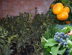 Rize'de Meyve Fidanı Dağıtılacak