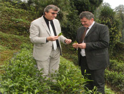 Çayın Hastalıklara Etkisi Araştırılıyor