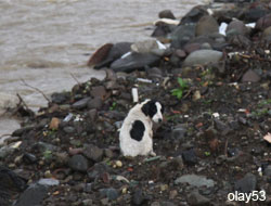 Köpek Yavrusu Mahsur Kaldı