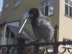 Ünlü Film Yıldızı Rize'de!