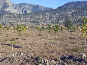 Orman Ve Su İşleri Bakanlığı, Antalya’da 2 Bin 730 Ceviz Ağacının Dağıtımını Yaptı
