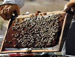 Eyvah! Arılar Grevde!