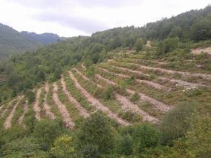 Ordu’da 2.5 Milyon Fidan Üretildi