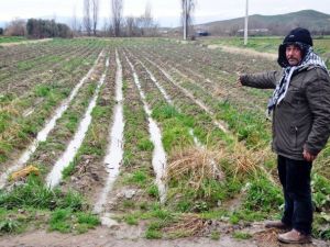 Geç Gelen Yağmur Patates Üreticisini Vurdu