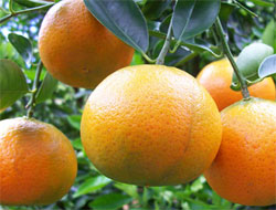 Kanserin ilacı 'mandalina'