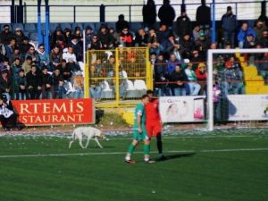 Futbolcu Sahaya Giren Köpeği Kucağında Dışarı Çıkardı
