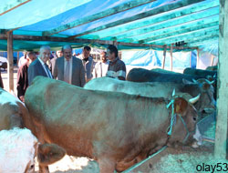 Rize'de Kurban Pazarı Hazır