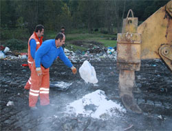 Rize'de At Etleri İmha Edildi