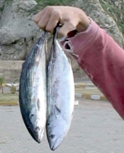 Balık çocuklarda IQ yükseltiyor