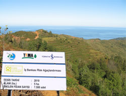 Rize’de 7500 Fidan Dikilecek