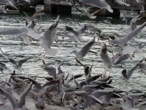 Dondurucu Soğuklarda Martıların Balık Ziyafeti