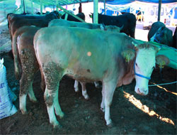 Rize'de Kurban Fiyatları