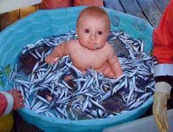 Ücretsiz Hamsi Şölenine Davet