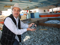 Karadeniz'den Hamsi Fışkırıyor