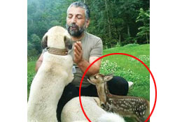 Yavru Karaca Kurtarılamadı