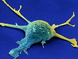 Rize ve Trabzon'da Araştırma