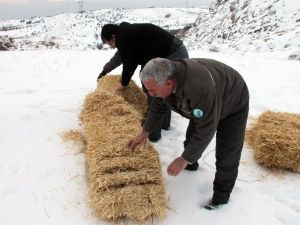 Yaban Keçileri İçin Saman Ve Yem Bırakıldı