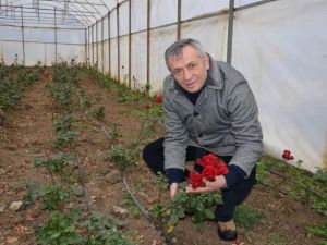 Süs Bitkisi Seralarında Kar Zararı
