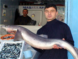 Rize'de Köpek Balığı Şoku!