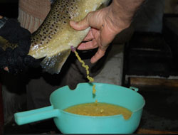 Organik Alabalıklar İlk Kez Sağıldı