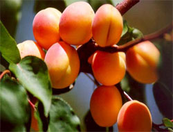 Kalp krizi riskini azaltıyor, kanseri önlüyor ve...