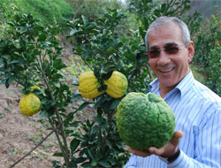 Rize Mandalinası Şaşırttı!