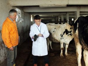 Kocaeli’de Hayvancılık Sektörü Yüzde 60 Büyüdü