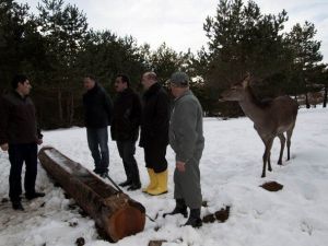 Karaca Ve Geyikler İçin Doğaya Yem Bırakıldı