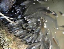 Sakarya Nehri ölü balıklarla kaplandı