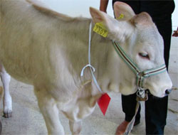 Küpeletmeyene Ceza Yolda