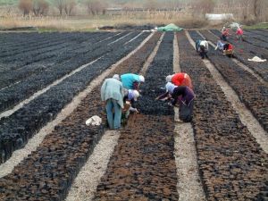 Siirt’e 30 Milyon Tl’lik Fıstık Tesisi Kuruluyor