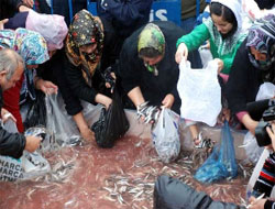 Hamsi Festivali'nde 6 ton balık dağıtıldı