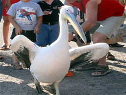 Rize'de pelikan sevgisi
